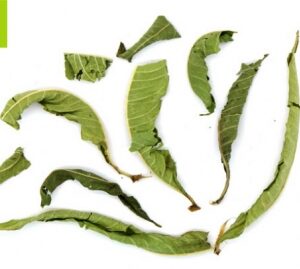 11-082 ΤΣΑΙ TEA ROUTE ΛΟΥΙΖΑ ΒΙΟ ΤΡΙΜΕΝΗ 100 ΓΡ